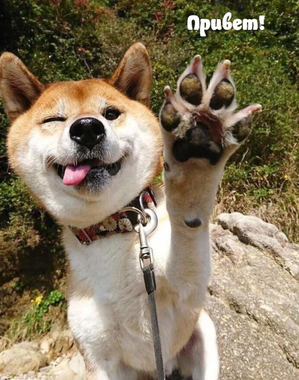 забавные собаки