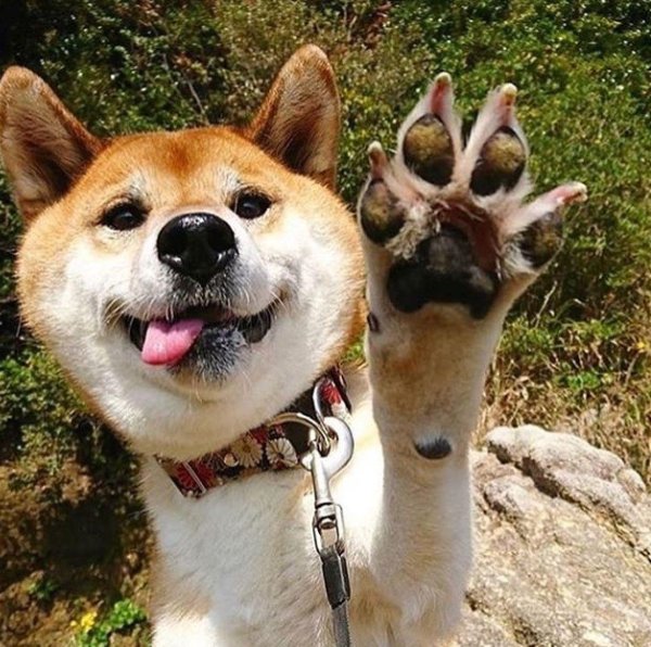 сиба ину акита