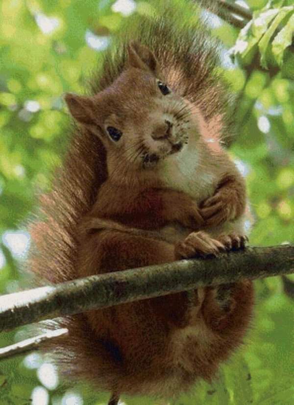 обыкновенная белка