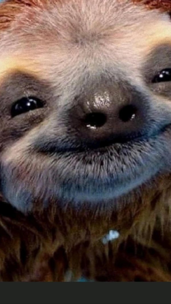 улыбающийся ленивец