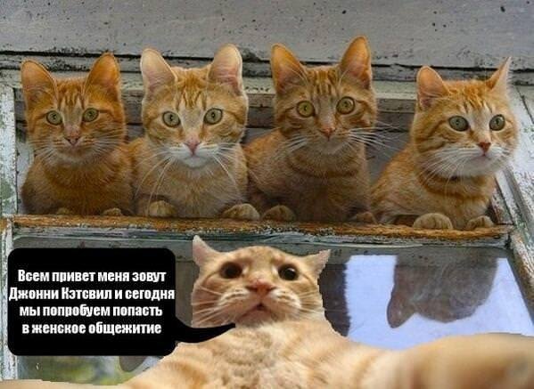 джонни кэтсвил