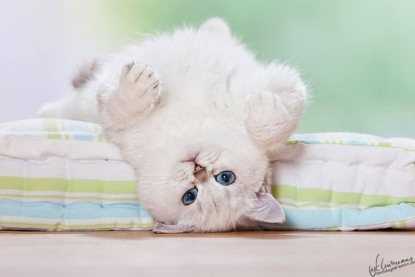 серебристая шиншилла британская