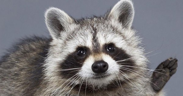 мемный енот