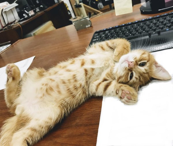 утренние котики