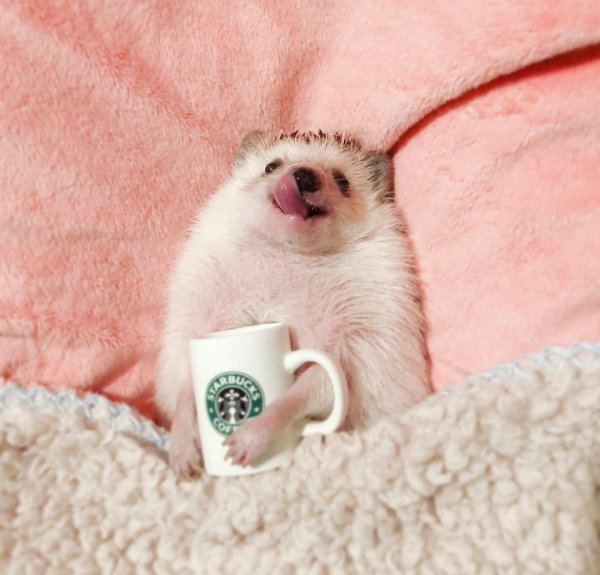 ежики милые