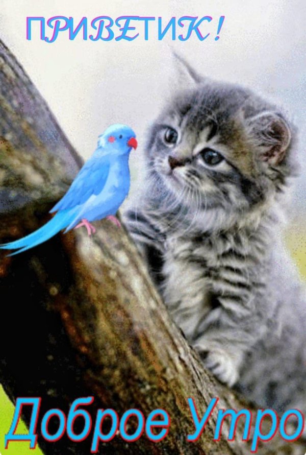 котята милашки