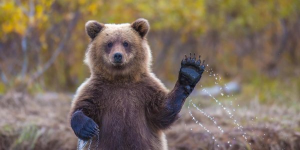 медведи смешные