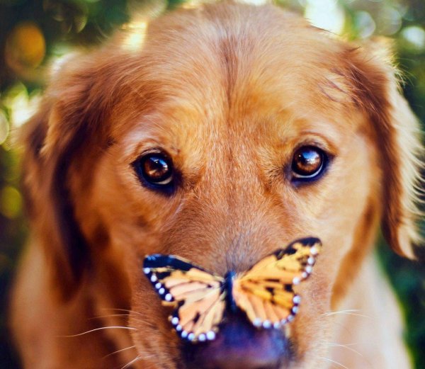 глаза голден ретривер