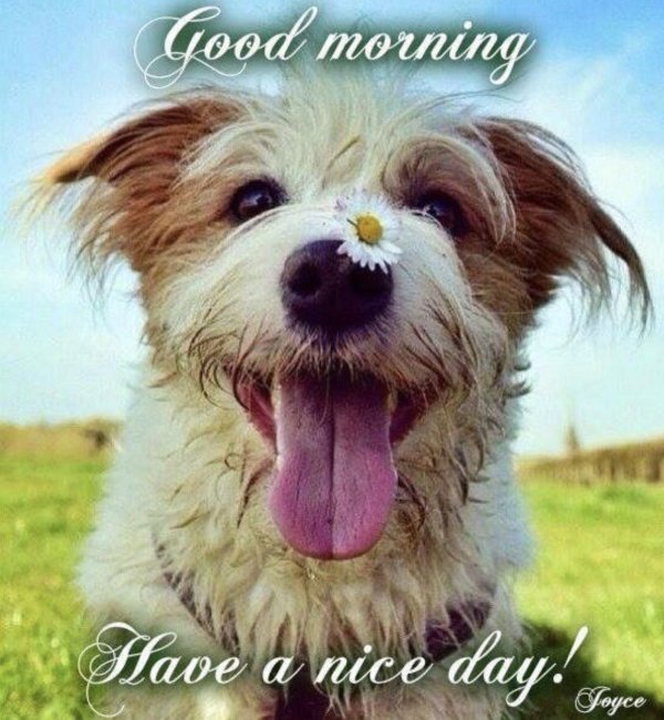 позитивные собаки