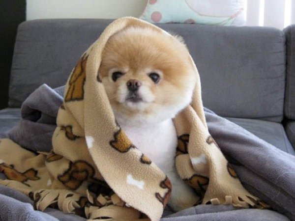 померанский шпиц боо