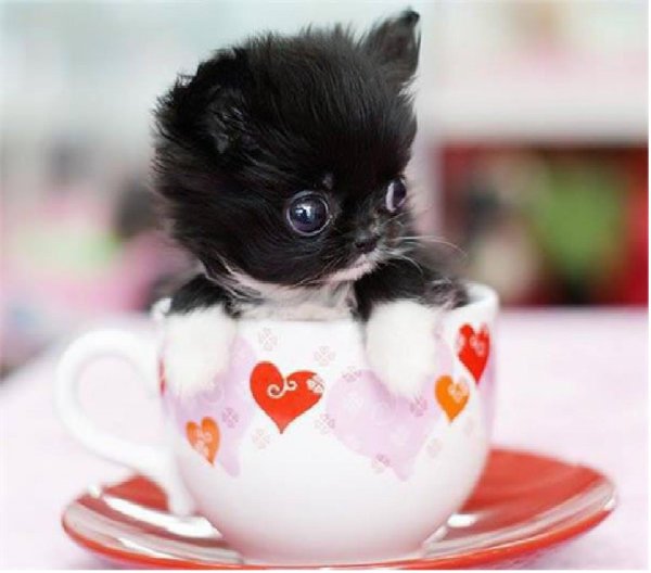 чихуахуа teacup