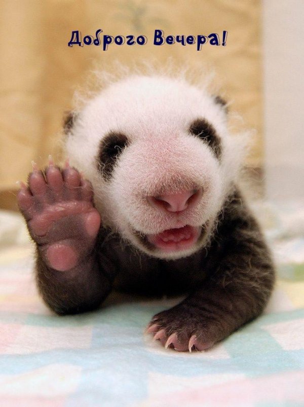 новорожденная панда