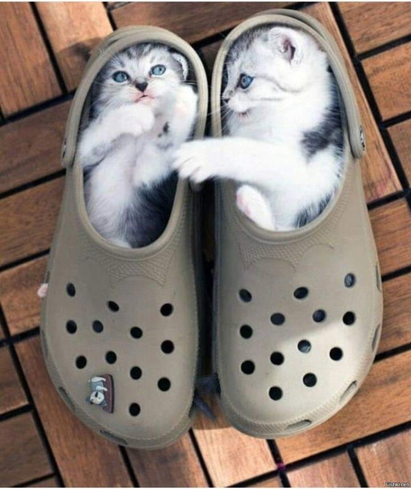 тапки коты