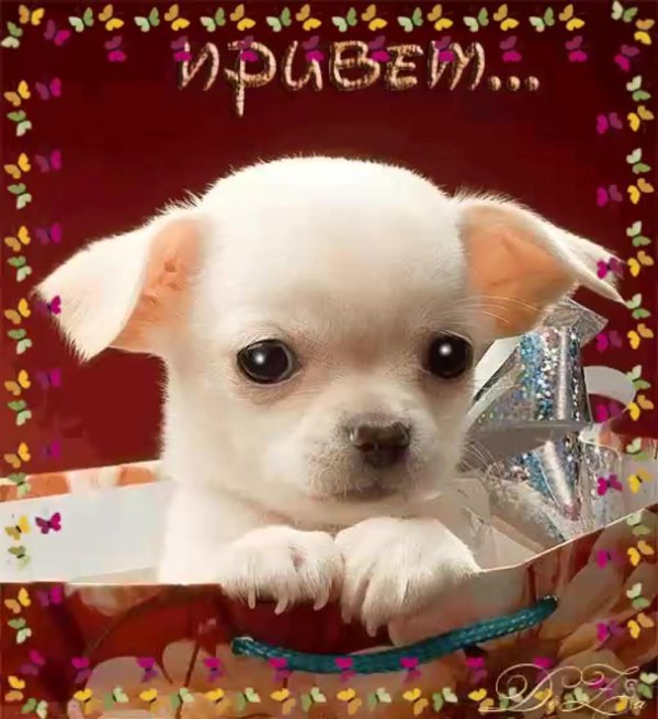 собачка чихуахуа