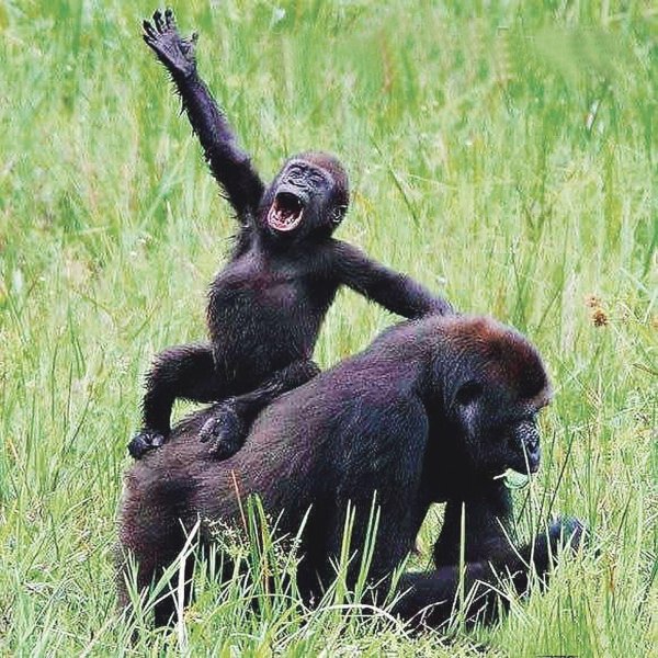 детеныш гориллы