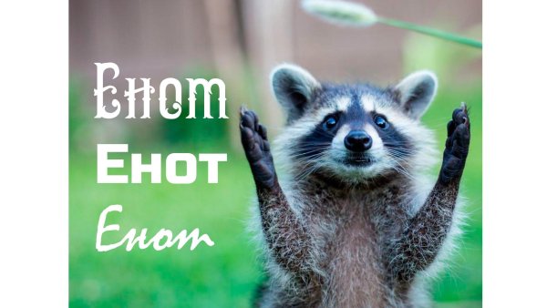 енот ракун