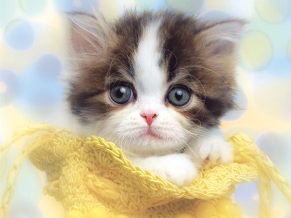 очаровательные котята