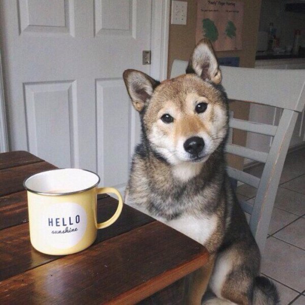 сиба ину собака