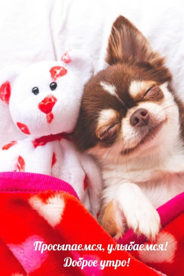 щенки чихуахуа