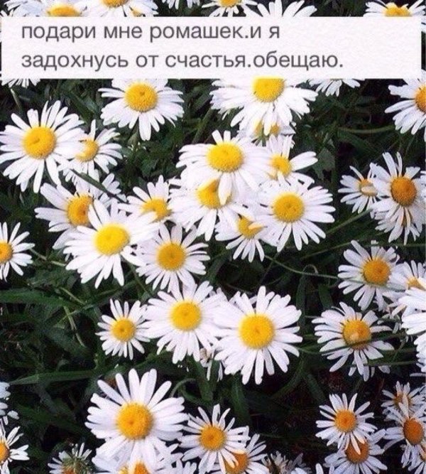 Ой ромашки лютики праздникам конец