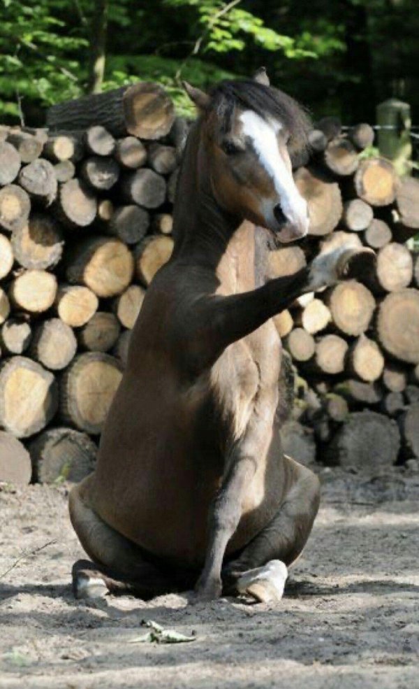 прикольный конь