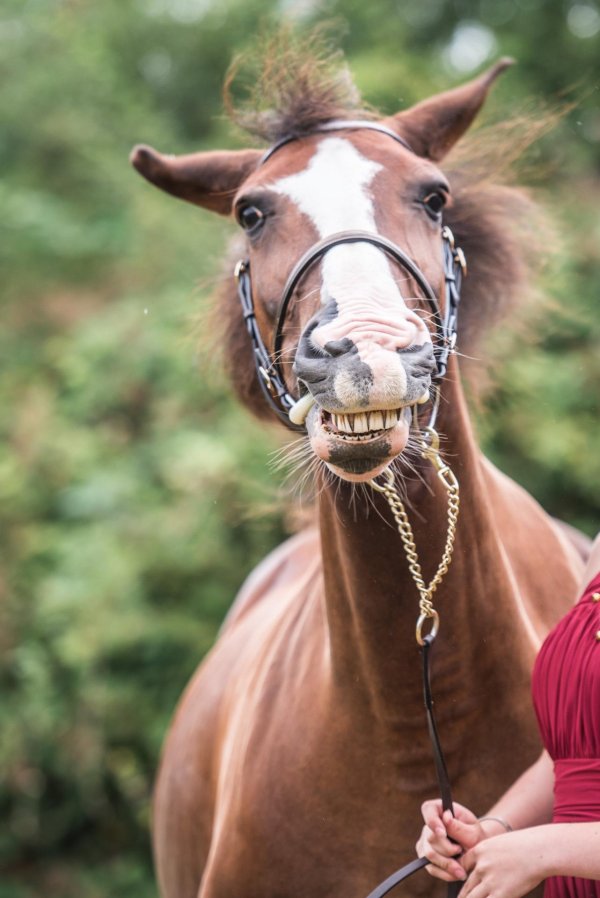 улыбка лошади