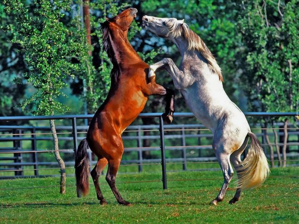 спаривание лошадей