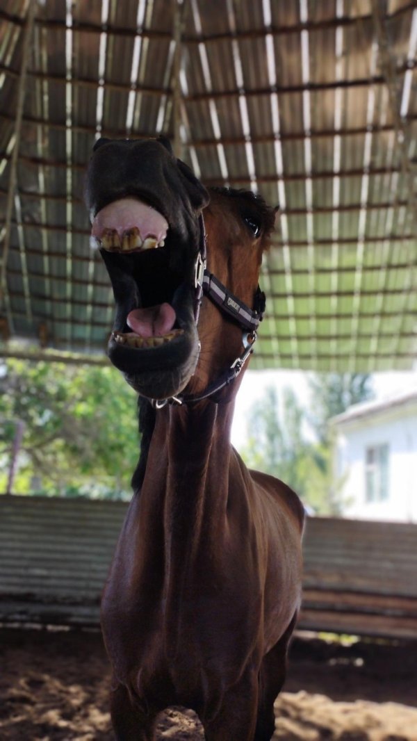 зубы лошадей