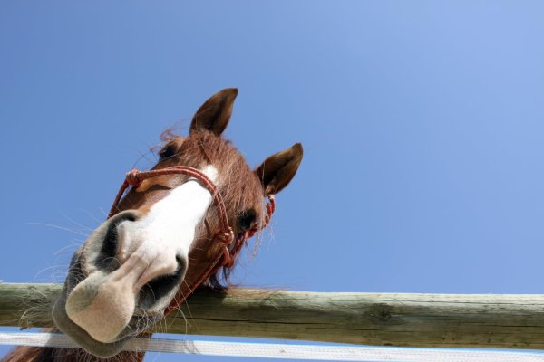 морда лошади