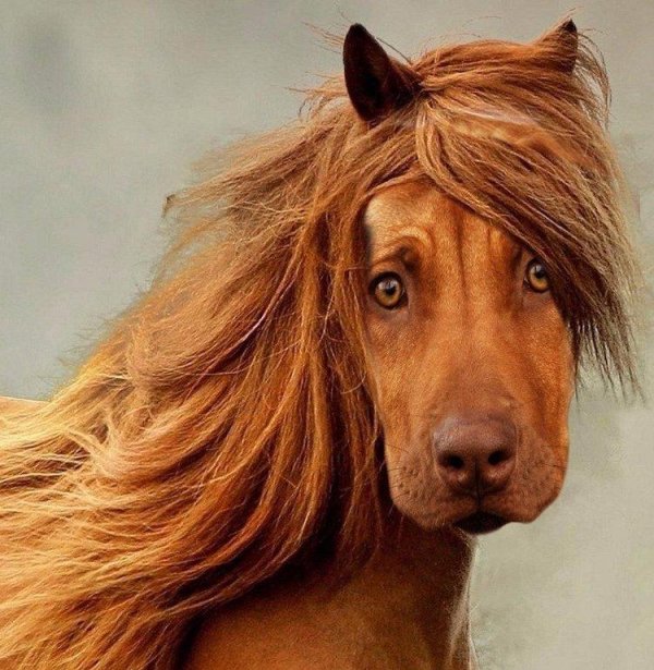 рыжая лохматая собака