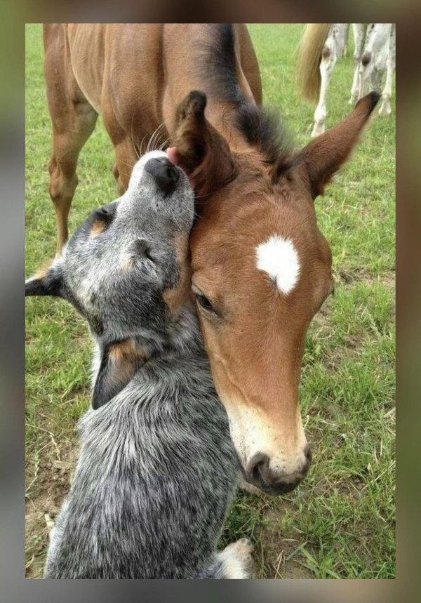 лошади и жеребята