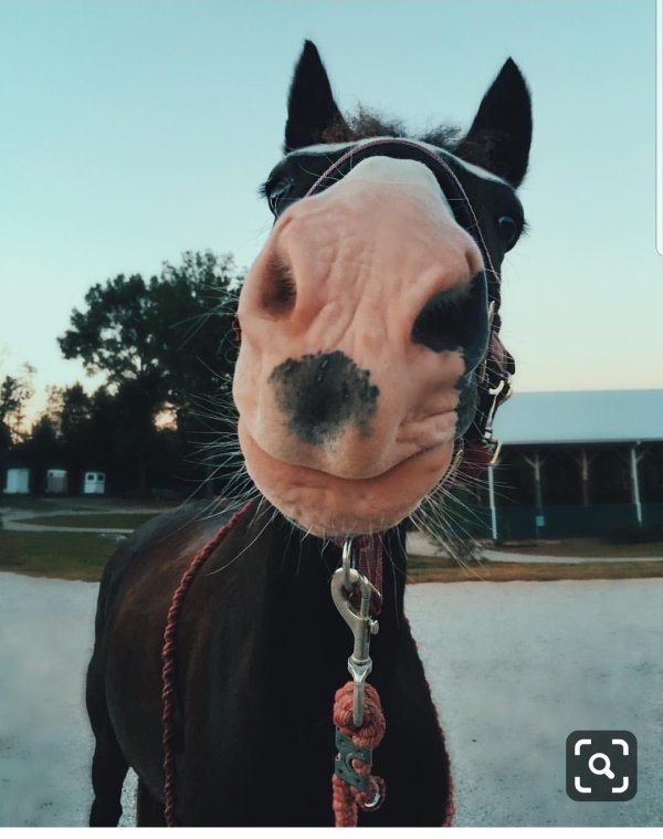 пинтерест лошади