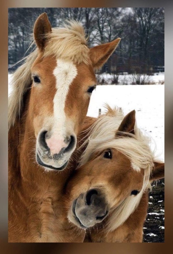 жеребенок хафлингер