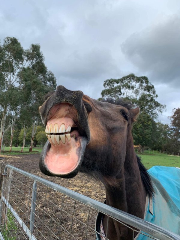 ржущий конь