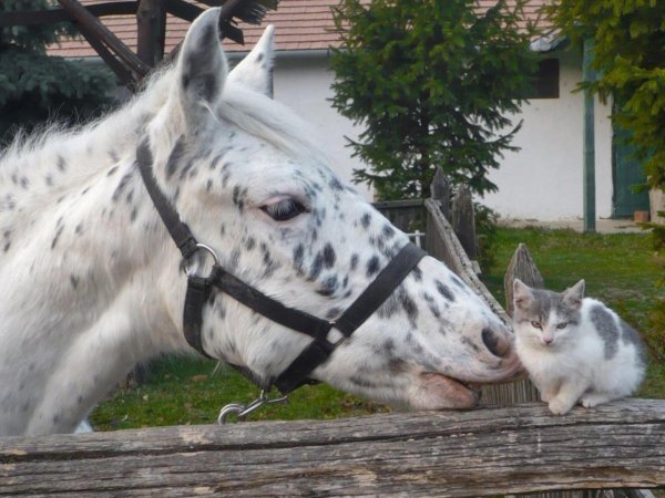 аппалуза порода лошадей