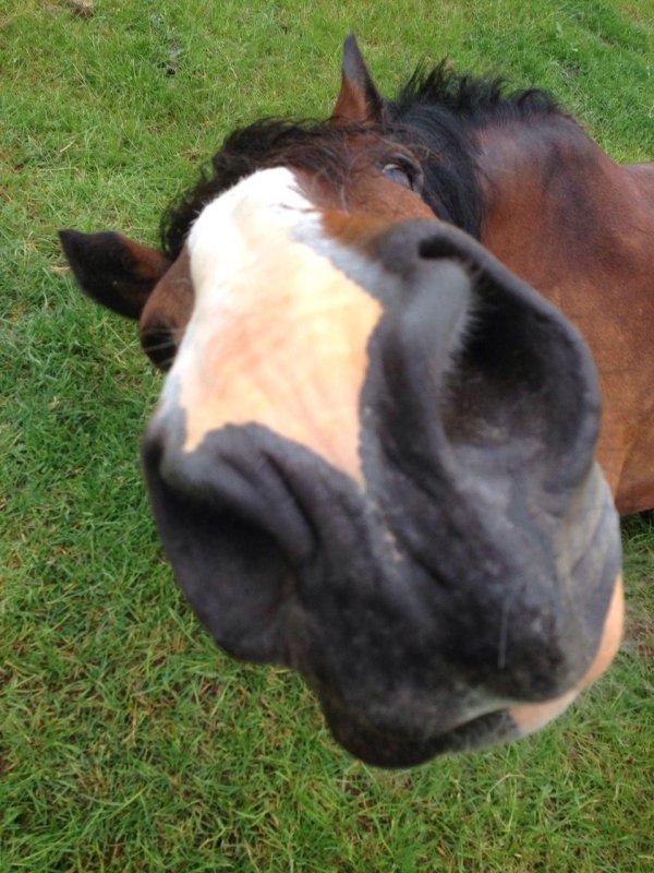 улыбка лошади