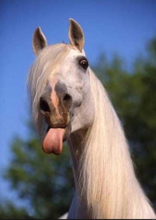 мемы с лошадьми