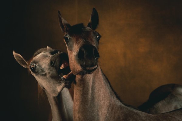 лошади смешные