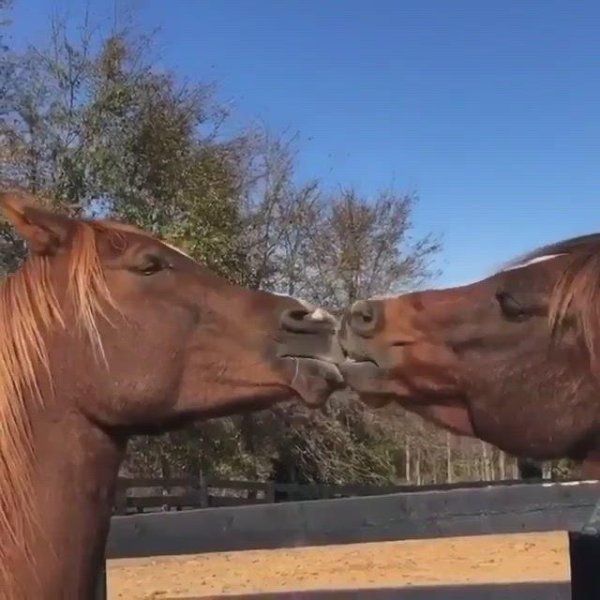 пара лошадей