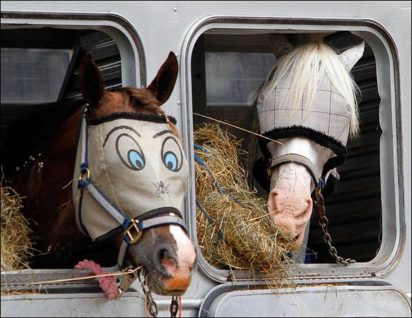 перевозка лошадей