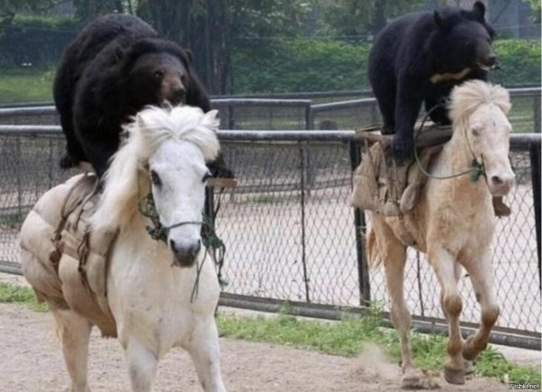 приколы про лошадей