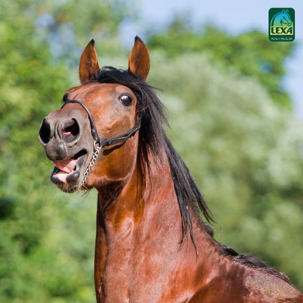 эмоции лошади