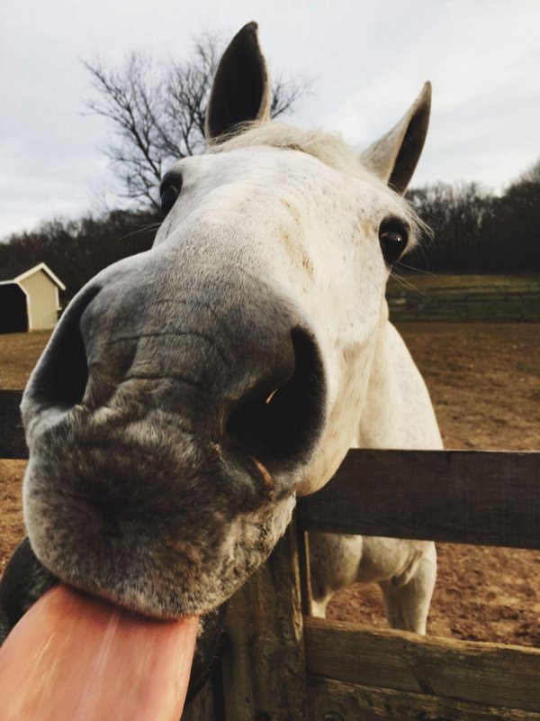 лошади милые