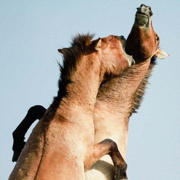 лошади пржевальского