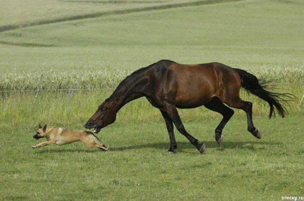 лошади смешные моменты