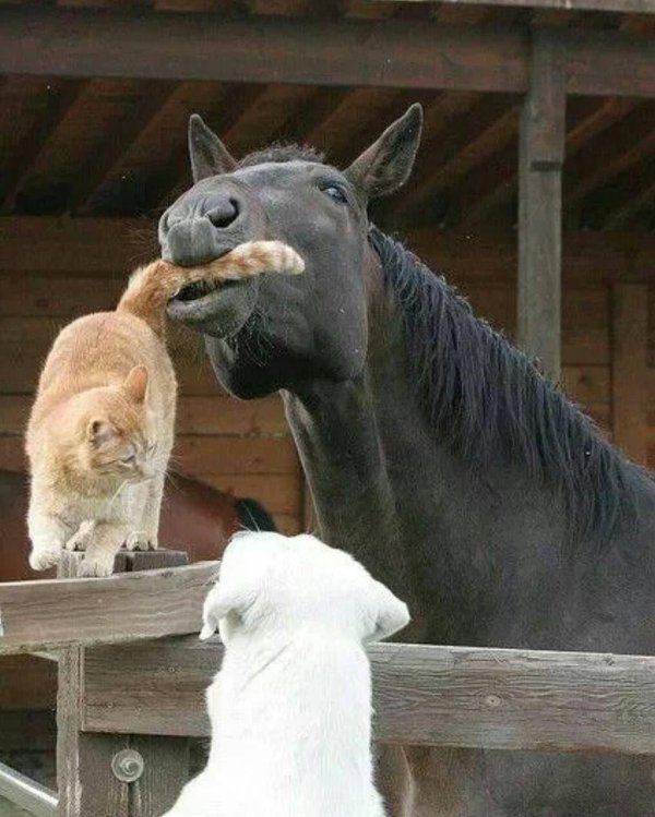 лошадь облизывается