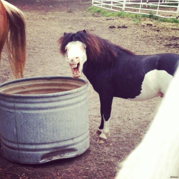 пони смешные