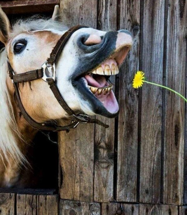 ржущий конь