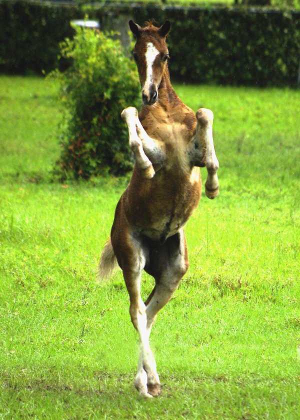 уэльский пони жеребенок