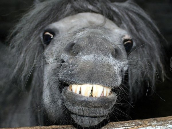 страшная лошадь